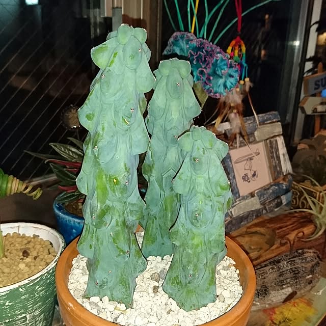 cocosorasakuさんの実例写真