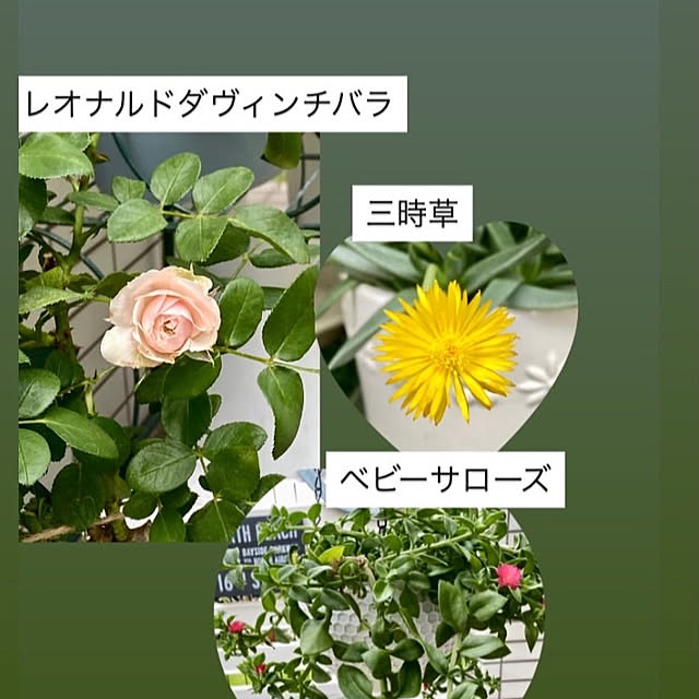 YuuKoさんの実例写真