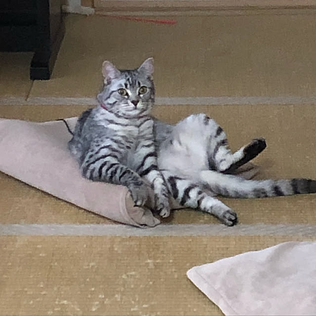 chipsさんの実例写真