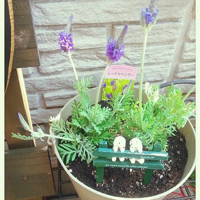 amamiさんの実例写真