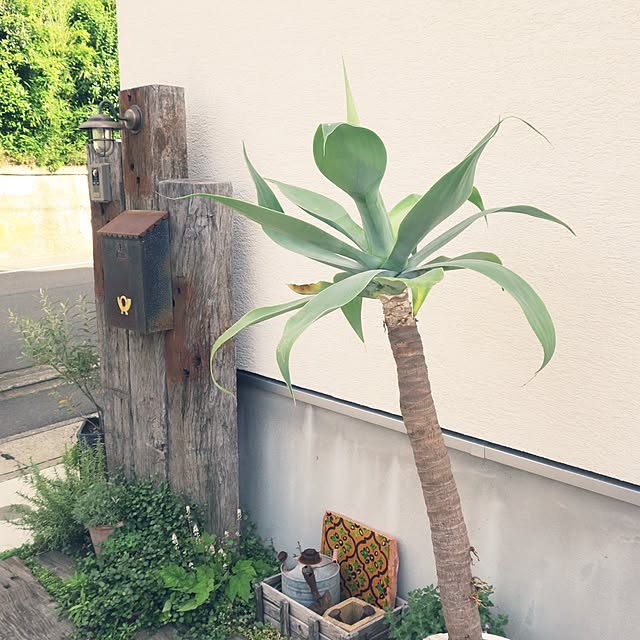 picnikawillさんの実例写真