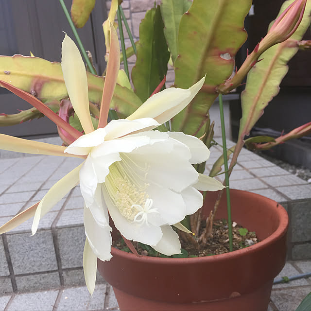 1banbosiさんの実例写真