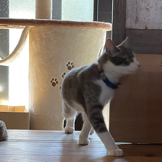 nekosamaさんの実例写真