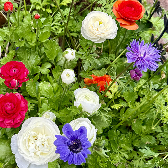 kaochanさんの実例写真