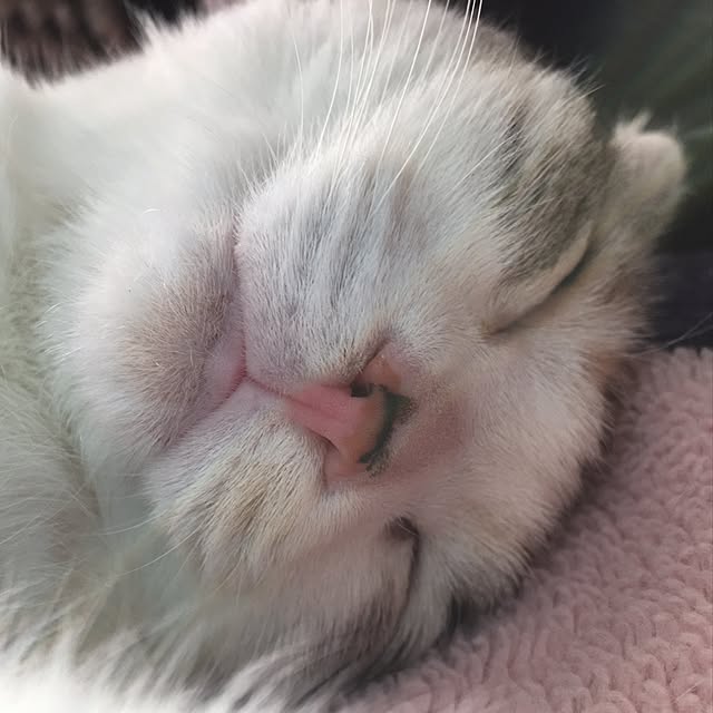 yokkochanさんの実例写真
