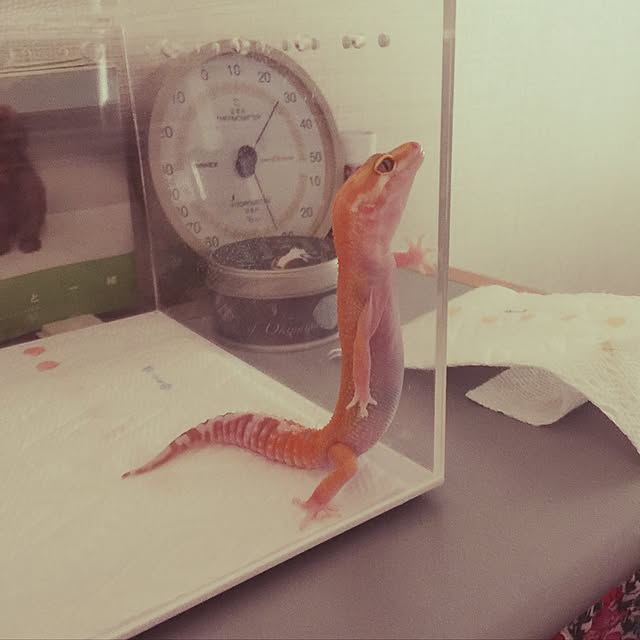 plumさんの実例写真