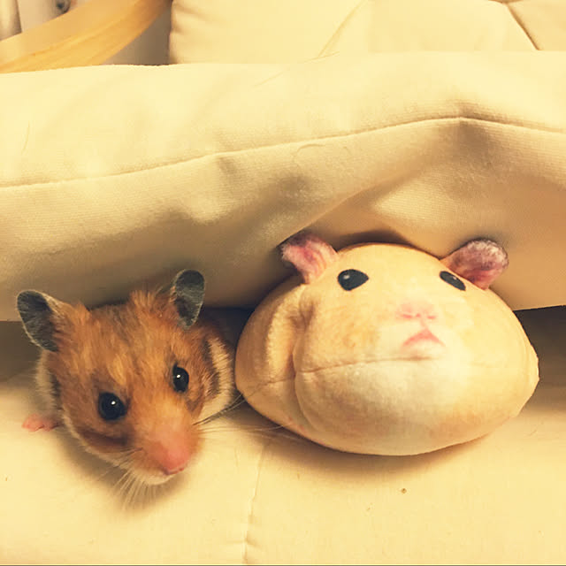 ohanaさんの実例写真