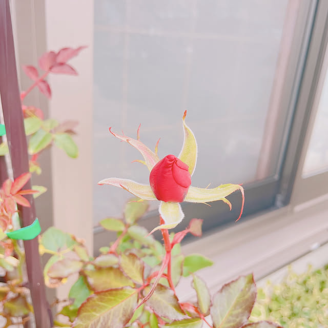 akiko-ovさんの部屋