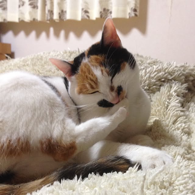 Kinanさんの実例写真