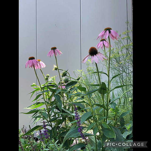 kyoko1124koさんの実例写真