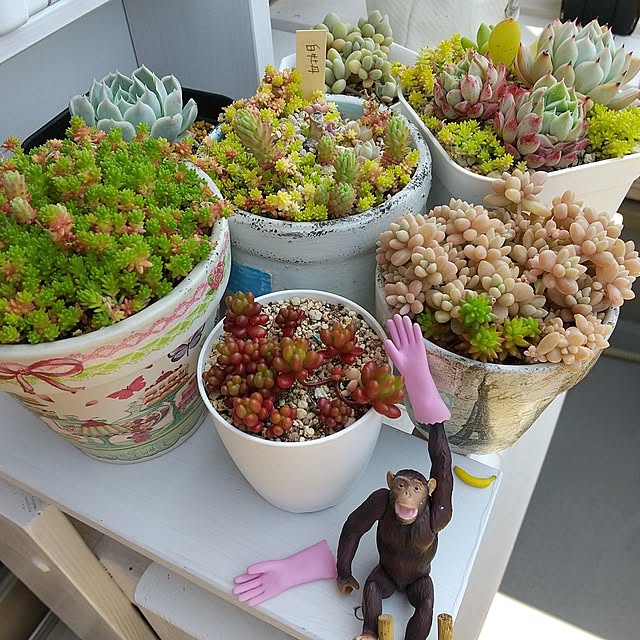ガーデニング/グリーン/多肉植物/植木鉢/ベランダガーデン...などのインテリア実例 - 2025-04-26 10:36:57