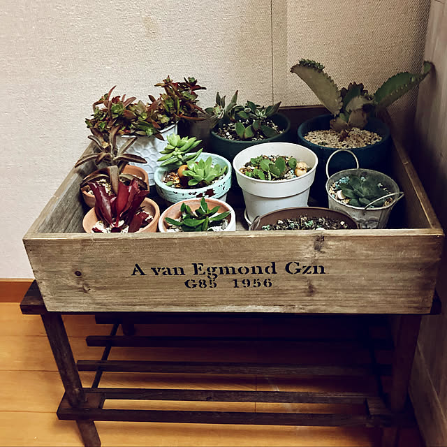 多肉植物 折りたたみラックのおすすめ商品とおしゃれな実例 多肉植物 折りたたみラックのおすすめ商品とおしゃれな実例