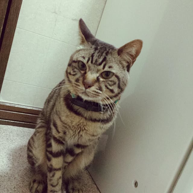 megkeiさんの実例写真