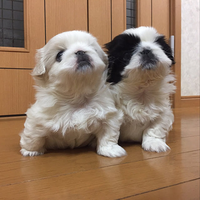 peko226さんの実例写真