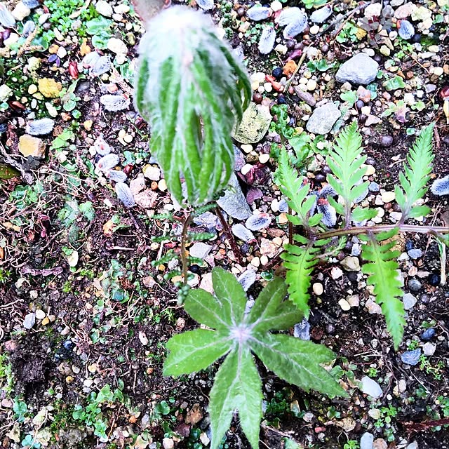 NSDさんの実例写真