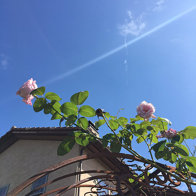 shigimiさんの実例写真