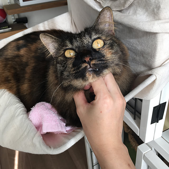 mikomaruさんの実例写真