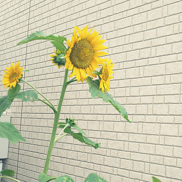 mmpoohさんの実例写真