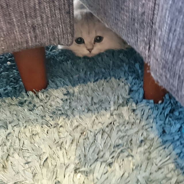部屋全体のインテリア実例 - 2017-10-03 19:44:14