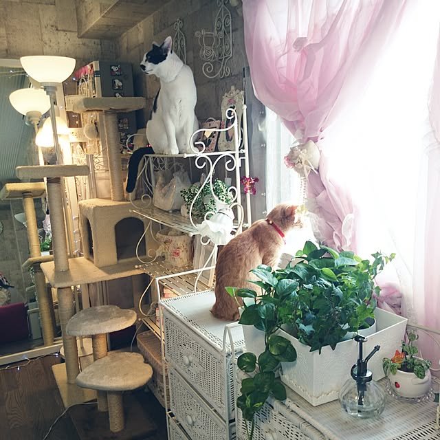 fu-ka24さんの実例写真