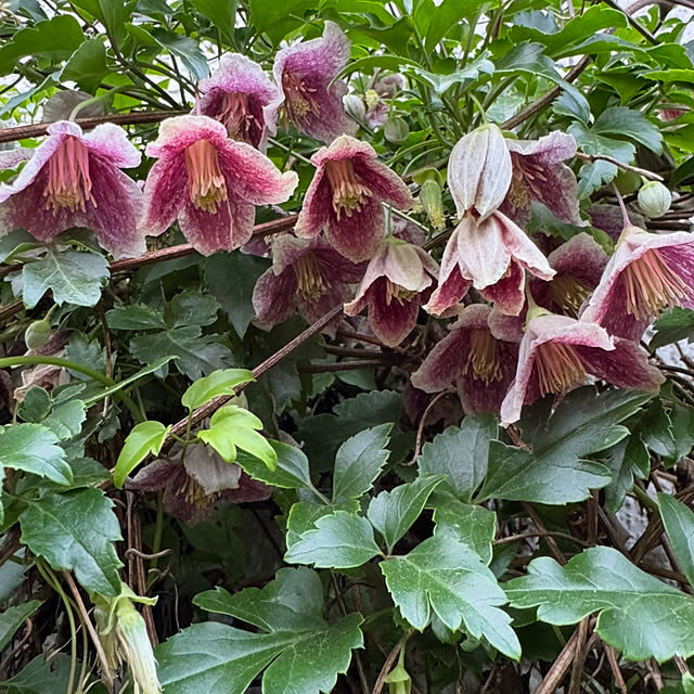 mamizaさんの実例写真