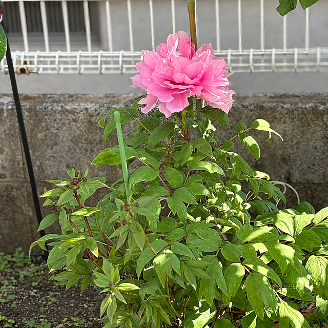 chIoeさんの部屋