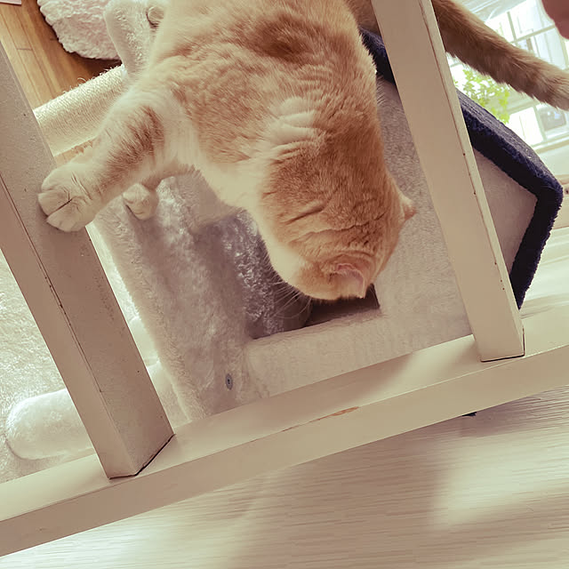 lippieさんの実例写真
