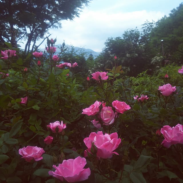 rumi888さんの実例写真
