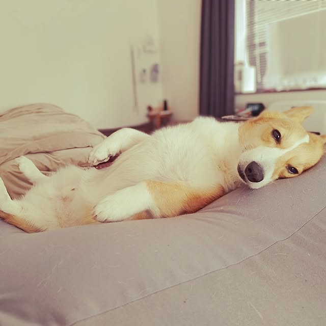 animallandさんの実例写真