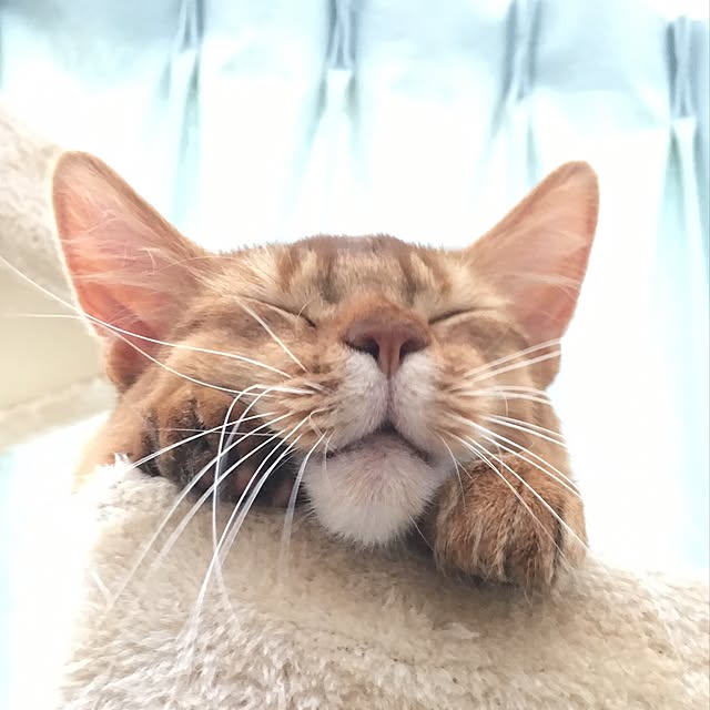 sakineko528さんの実例写真