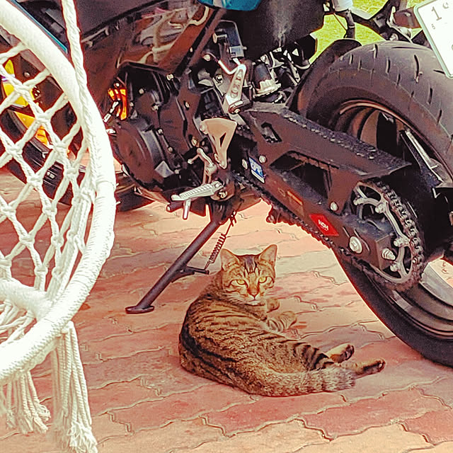Tomoさんの実例写真