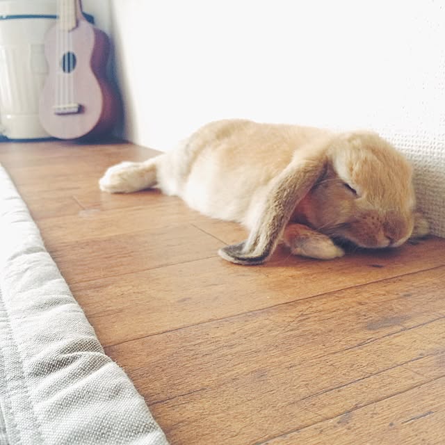 aoさんの実例写真
