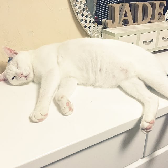 棚/ねこ/ナチュラルのインテリア実例 - 2015-10-12 00:15:47