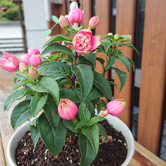 sbhさんの実例写真