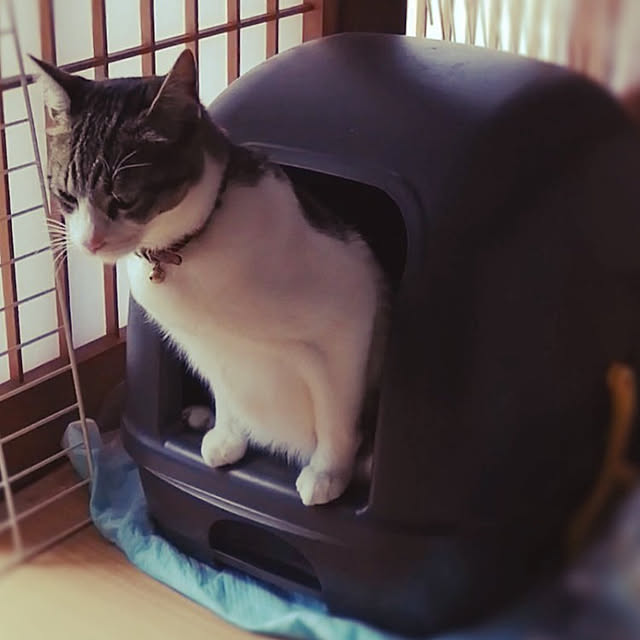 teruminさんの実例写真