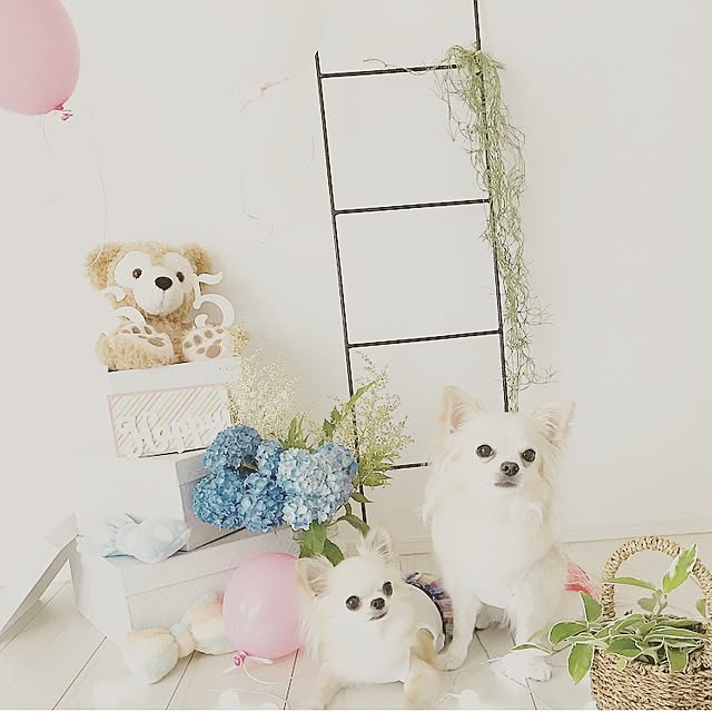 Mihocoさんの実例写真