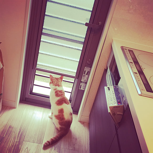 kinagoma3838さんの実例写真