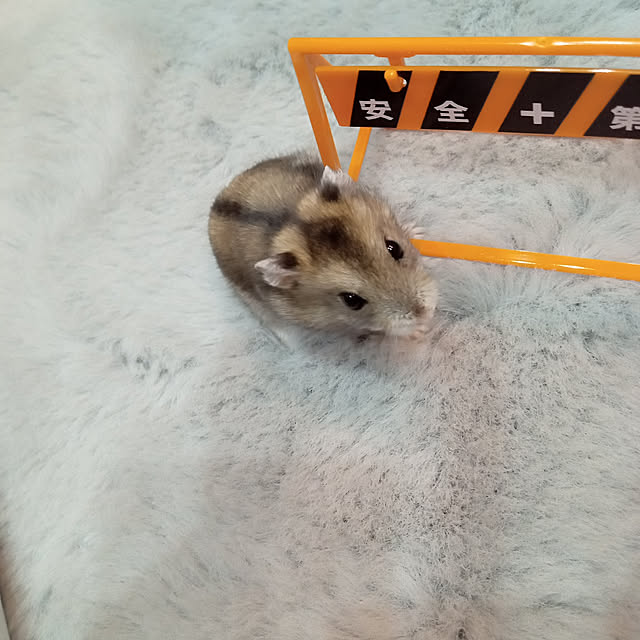 hijiri.mocomoco.525さんの実例写真