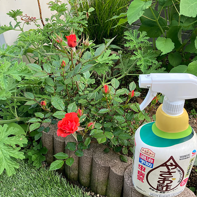 mamaさんの実例写真