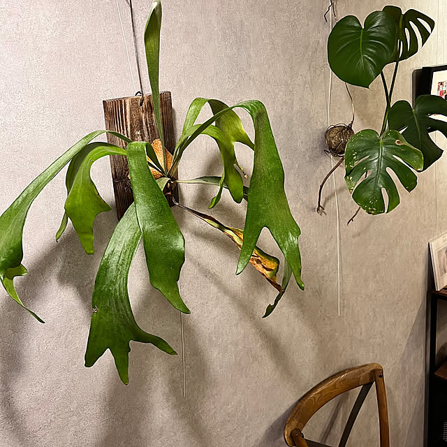 puurinさんの部屋