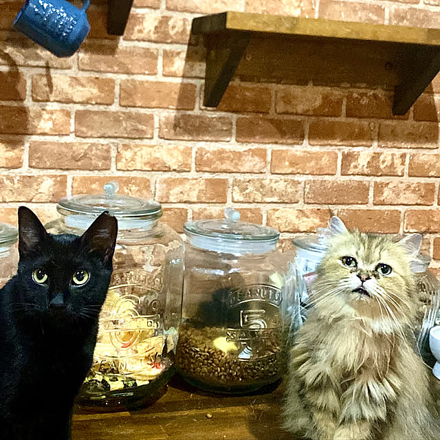 butachanさんの実例写真