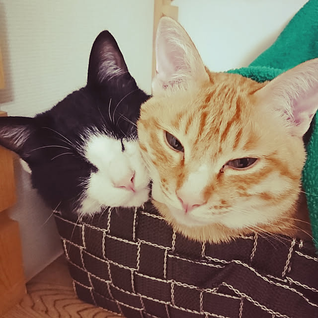 koromaroさんの実例写真
