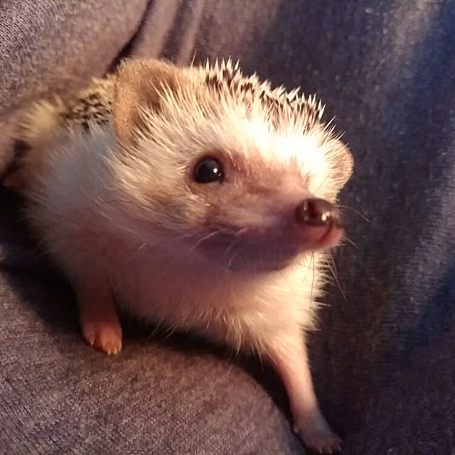 kuruさんの実例写真