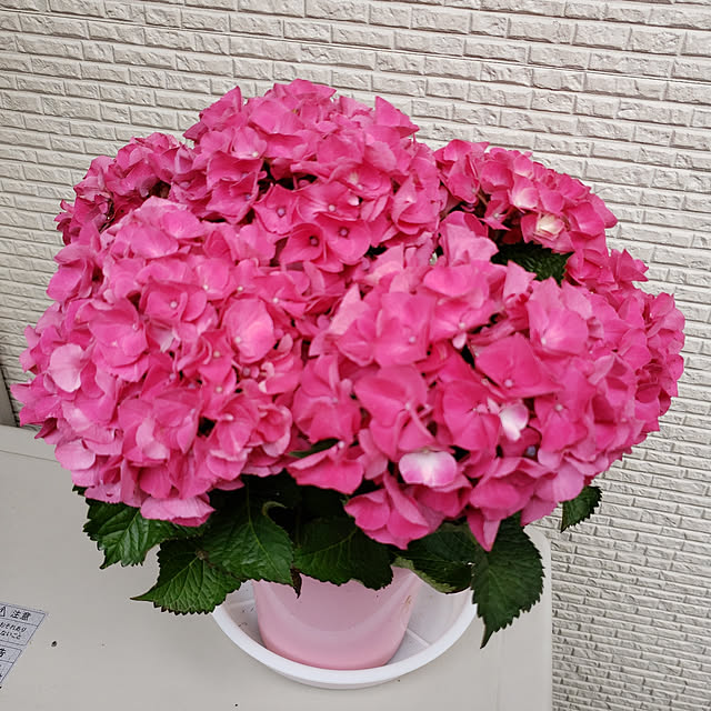 machamiさんの実例写真