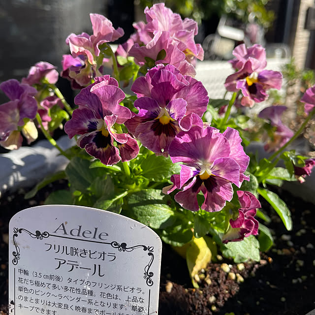 ronronさんの実例写真