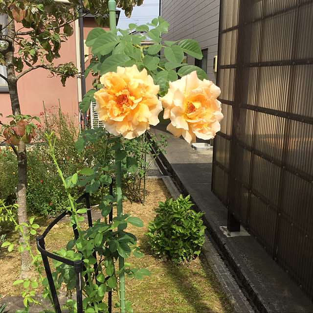 kakoさんの実例写真