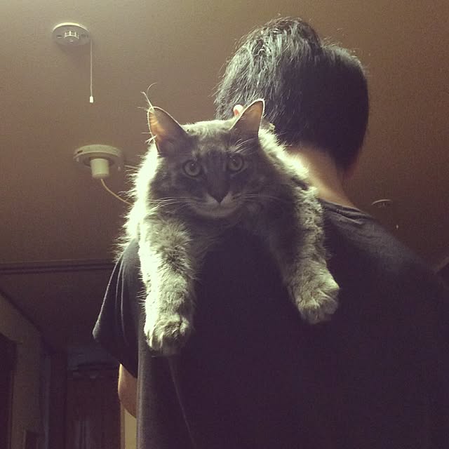 ayuさんの実例写真