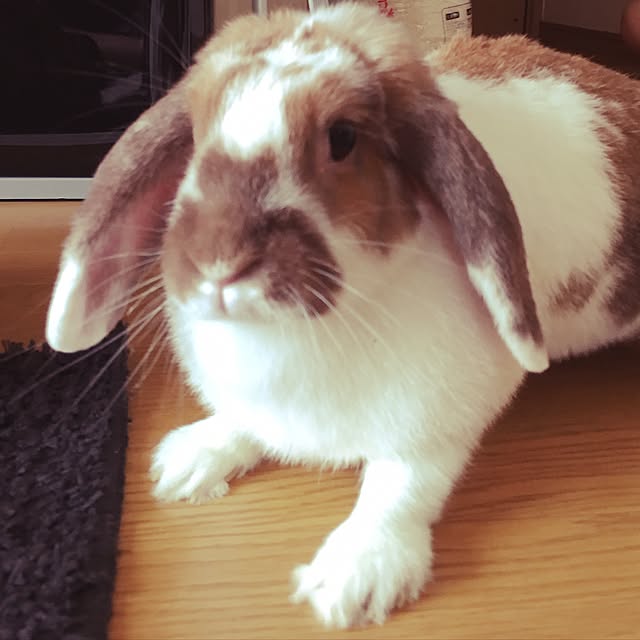 mokaraiさんの実例写真
