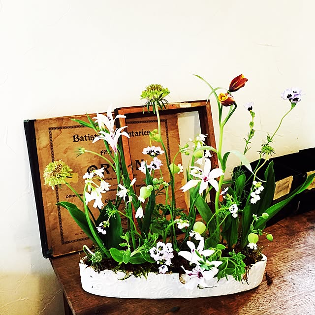 机/NO GREEN NO LIFE/植物のインテリア実例 - 2016-05-10 18:01:48