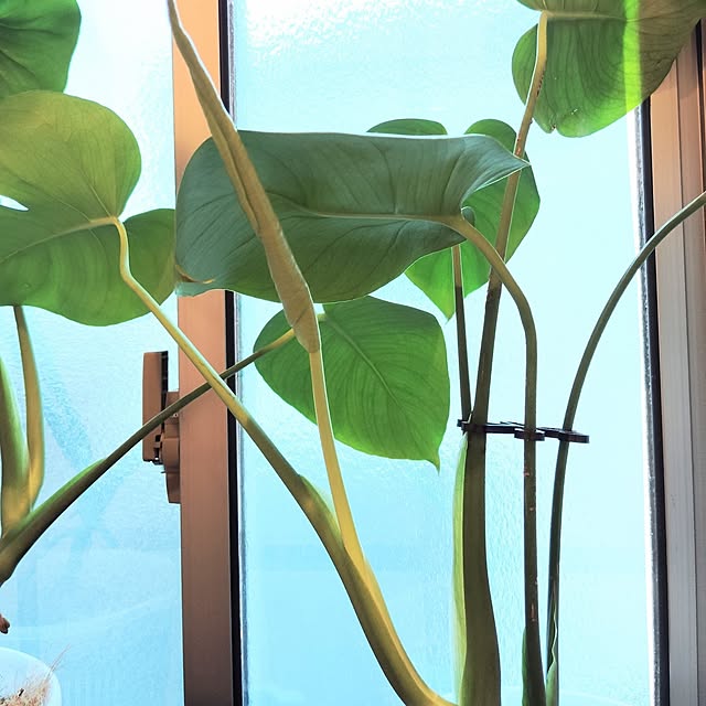 MOMOMAMAさんの部屋